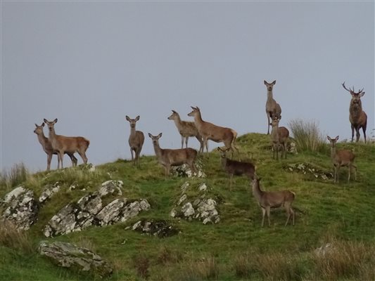 Red deer on a hill with a stag missing one antler